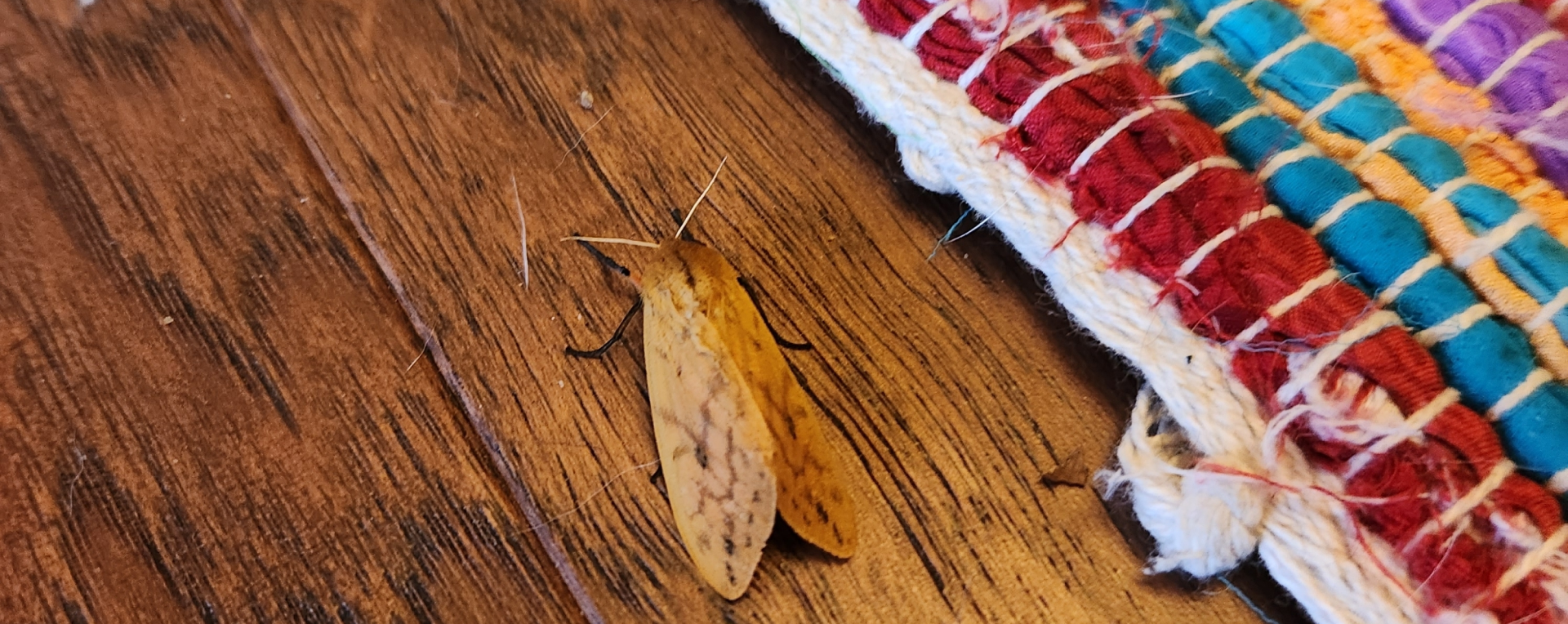 How to Repair Moth-damaged Rugs